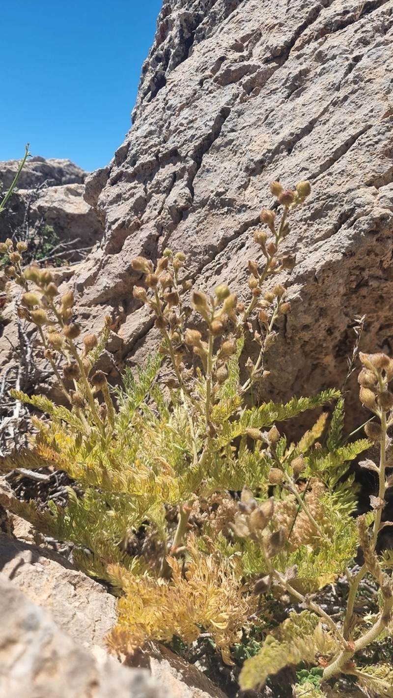 Biebersteinia multifida photo 2