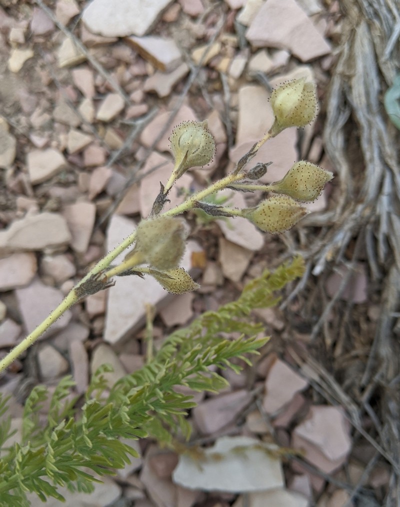 Biebersteinia multifida photo 3
