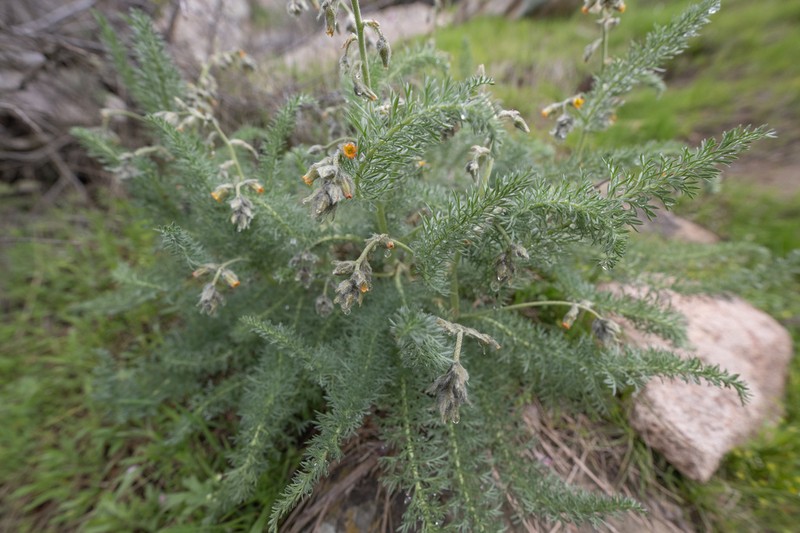 Biebersteinia multifida photo 5