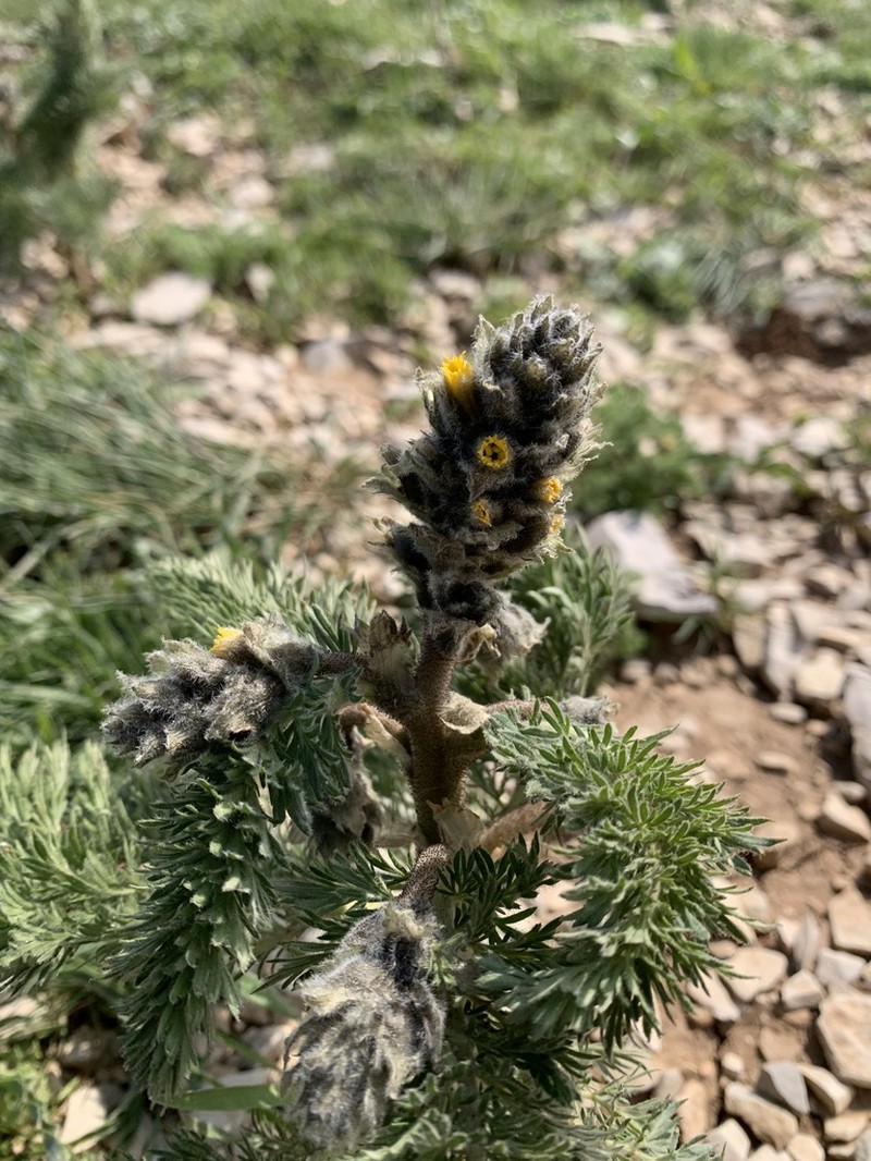 Biebersteinia multifida photo 6