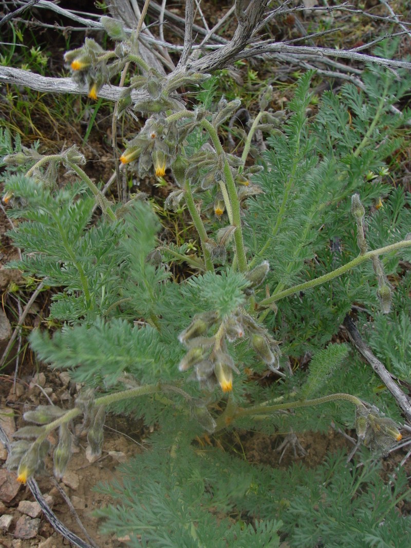 Biebersteinia multifida photo 7