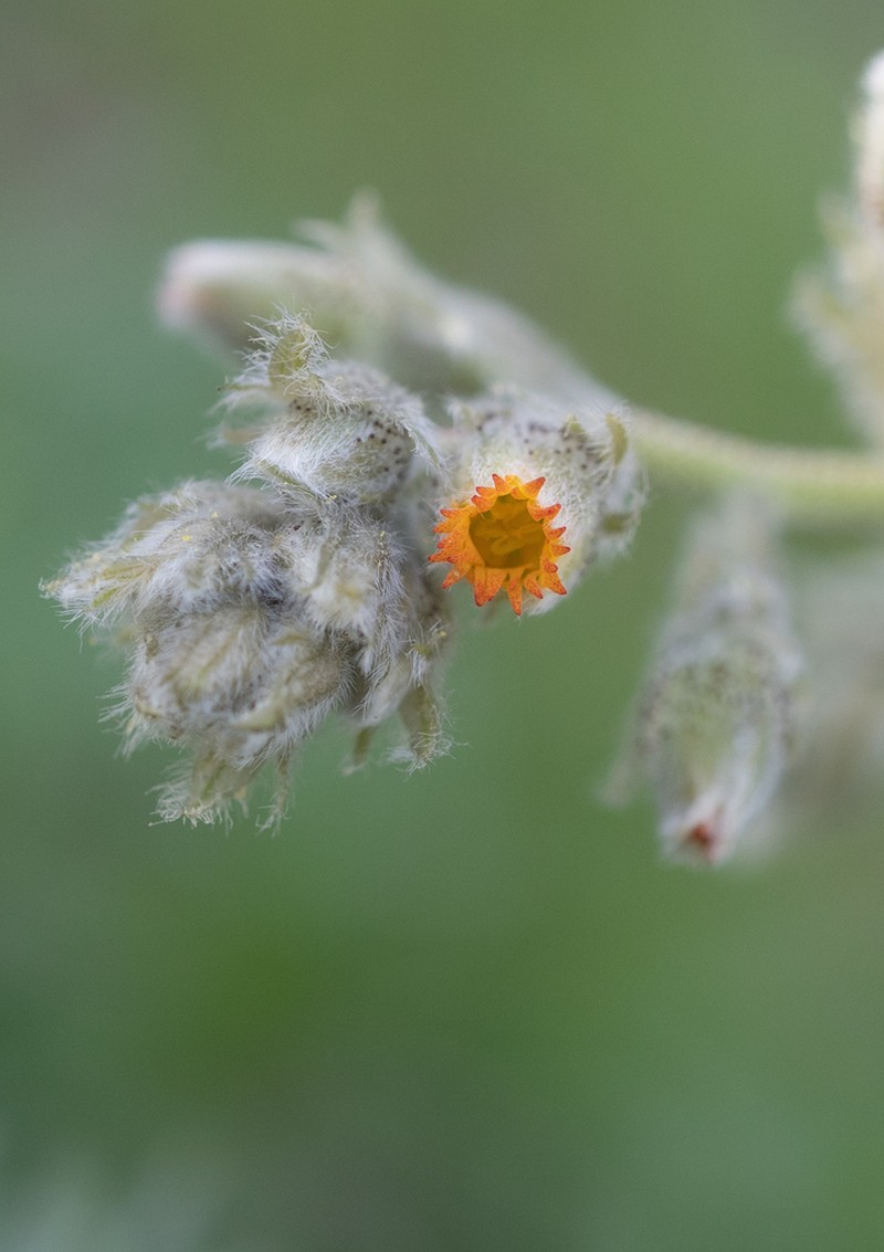 Biebersteinia multifida photo 8