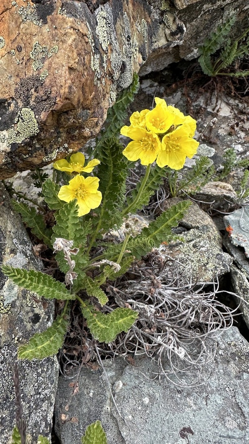 Biebersteinia odora