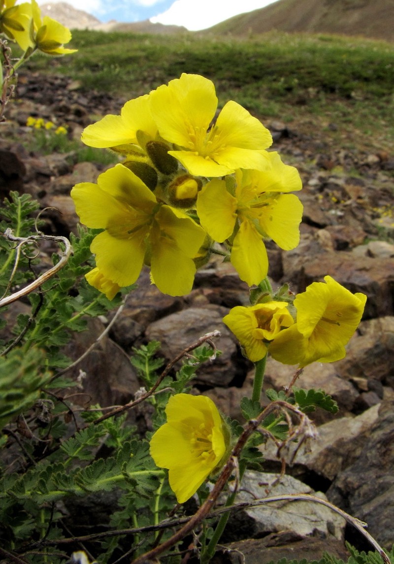 Biebersteinia odora photo 2