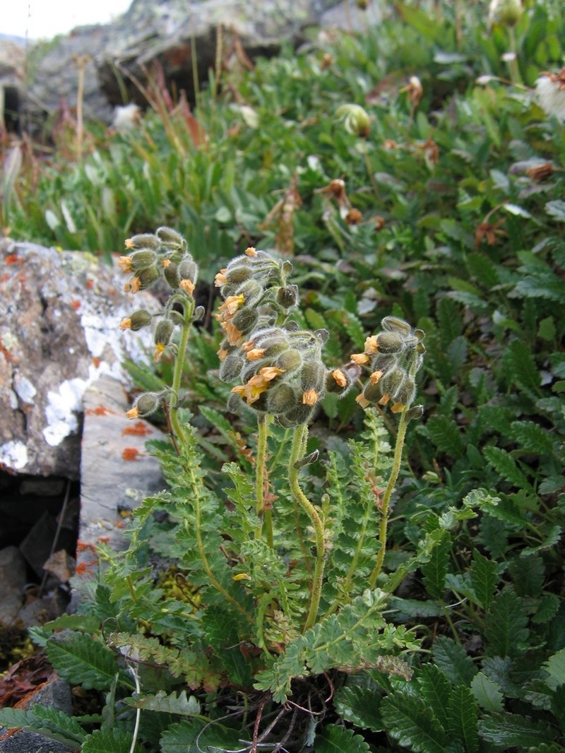 Biebersteinia odora photo 5