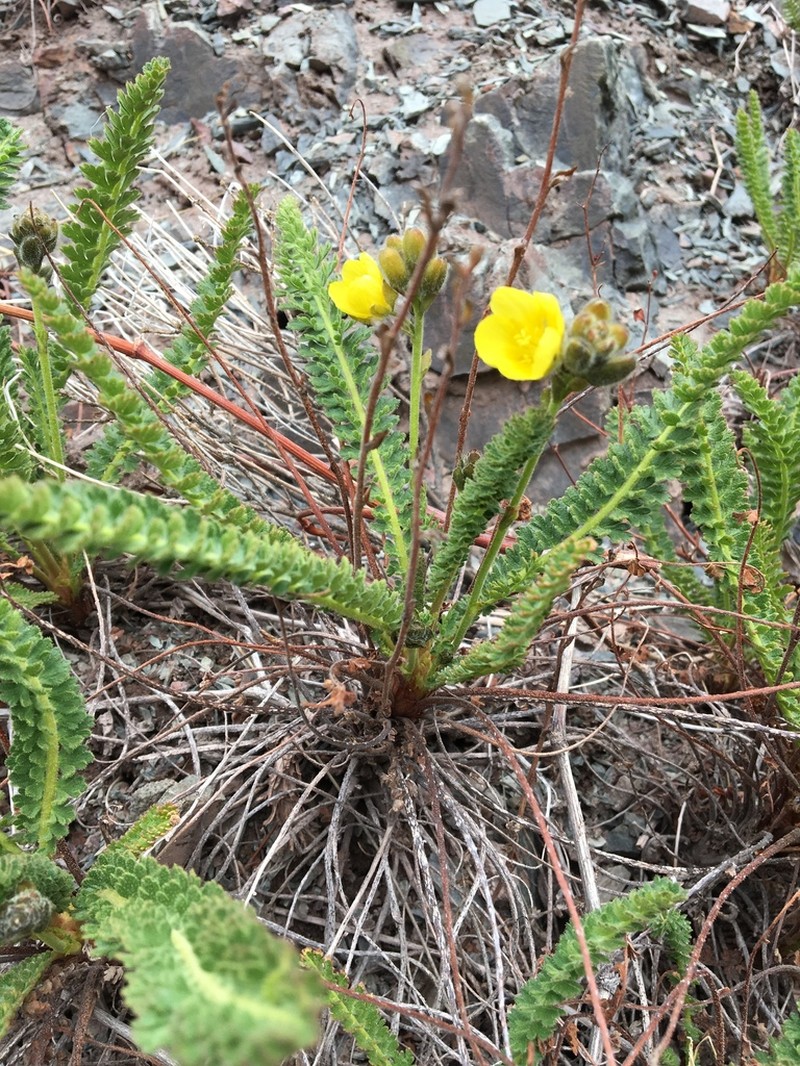 Biebersteinia odora photo 6