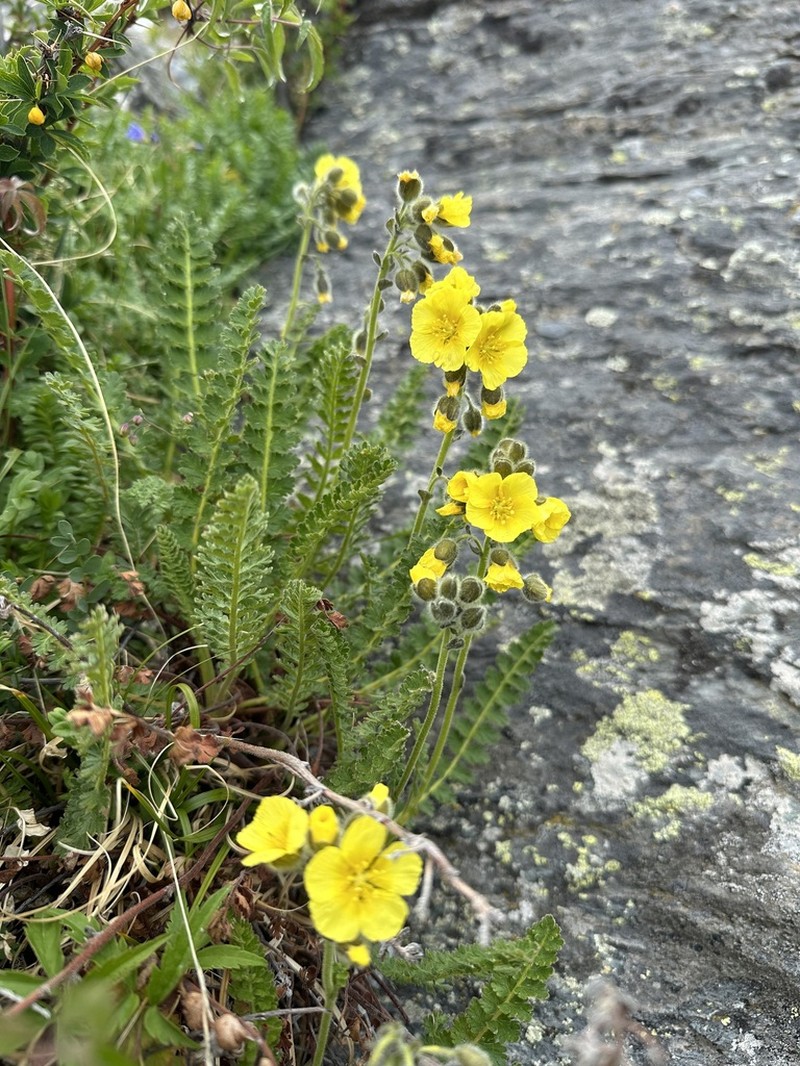Biebersteinia odora photo 7