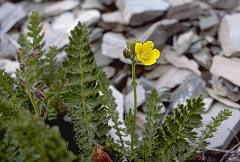 Biebersteinia odora photo 8
