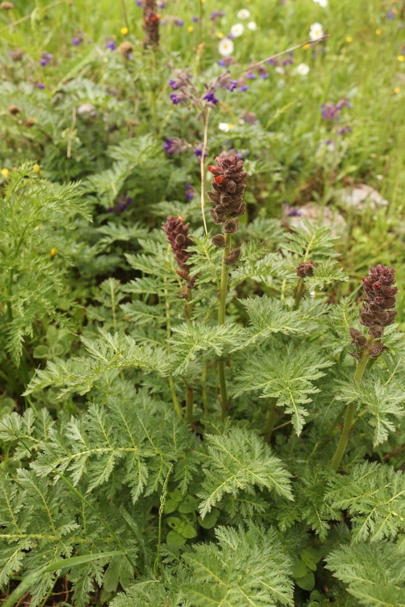 Biebersteinia orphanidis