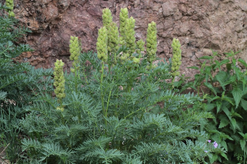 Biebersteinia orphanidis photo 4