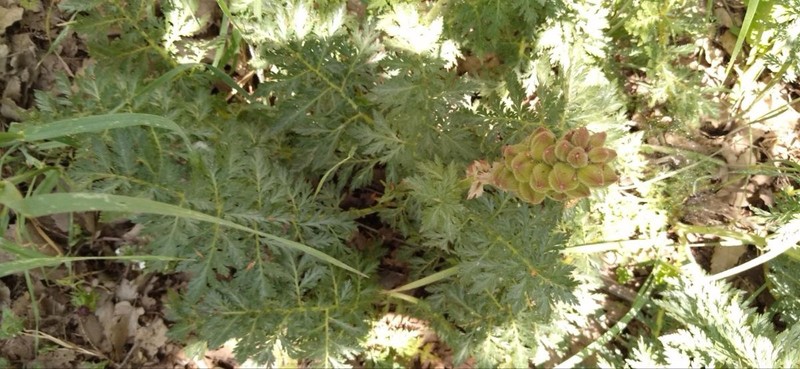 Biebersteinia orphanidis photo 5