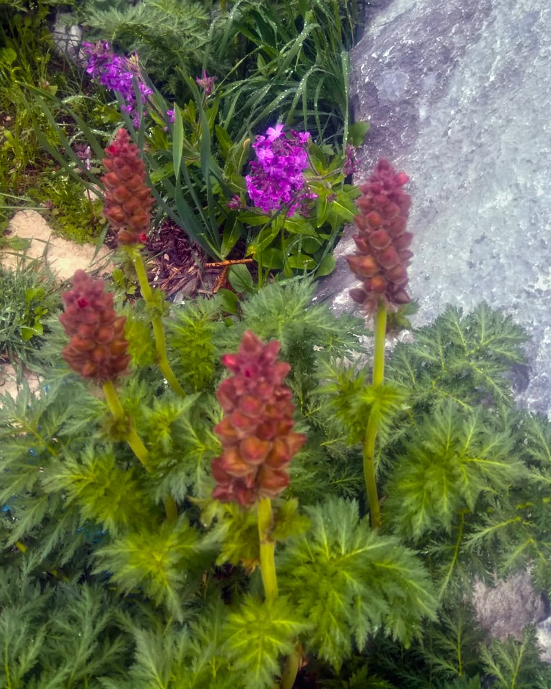 Biebersteinia orphanidis photo 6