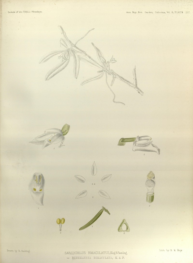 Biermannia bimaculata