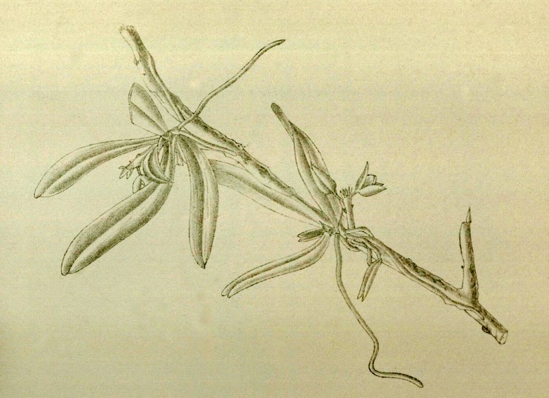 Biermannia bimaculata photo 2