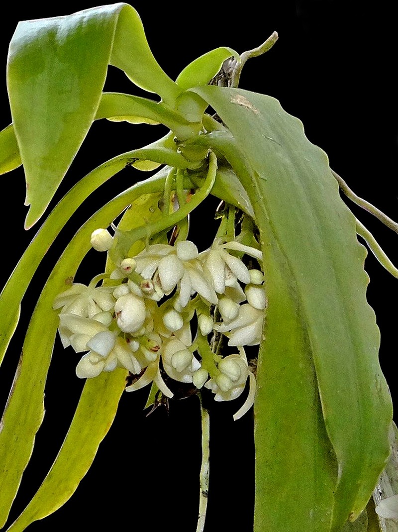 Biermannia jainiana