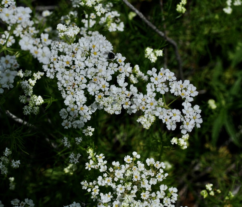 Prairie Bishop