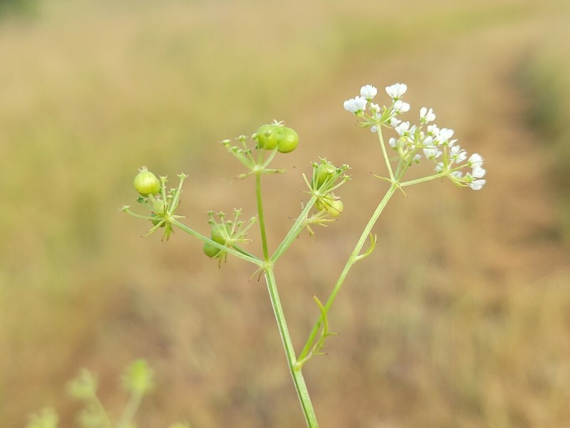 Prairie Bishop photo 4