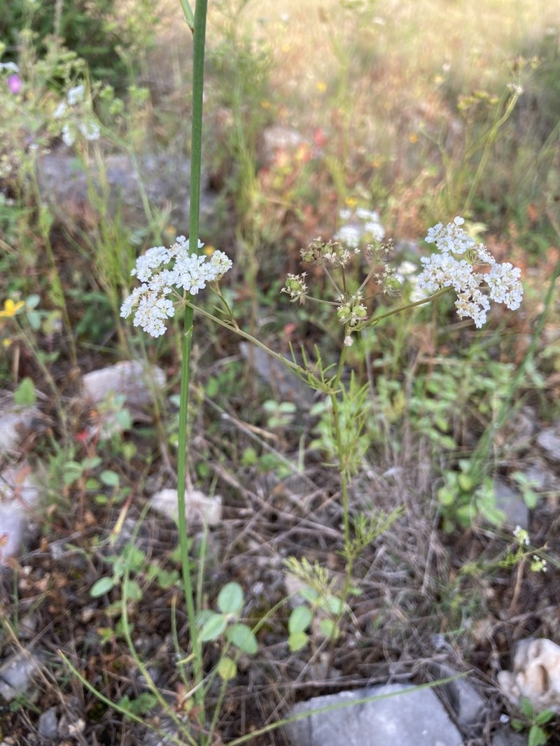 Prairie Bishop photo 5