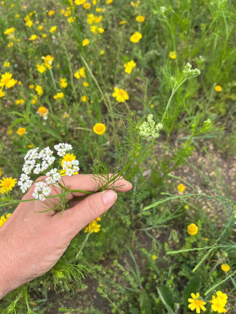 Prairie Bishop photo 6