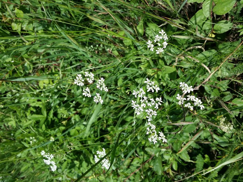 Wild Bishop photo 4