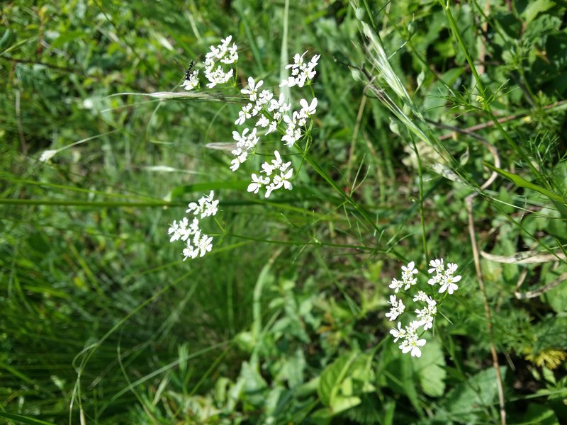 Wild Bishop photo 5