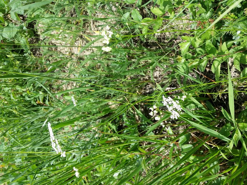 Wild Bishop photo 6