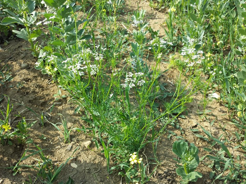 Wild Bishop photo 7