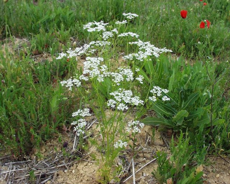 Wild Bishop photo 2