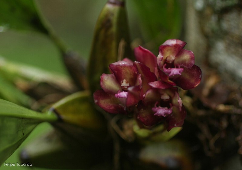 Bifrenaria atropurpurea photo 2