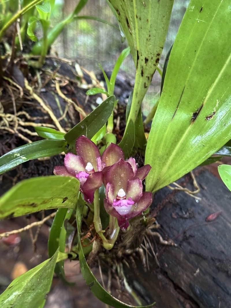Bifrenaria atropurpurea photo 3