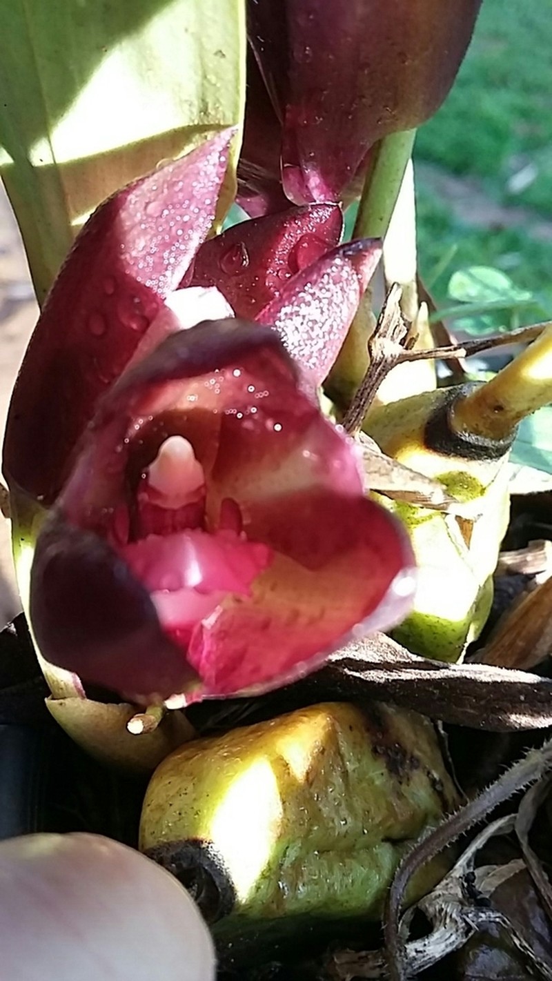 Bifrenaria atropurpurea photo 4