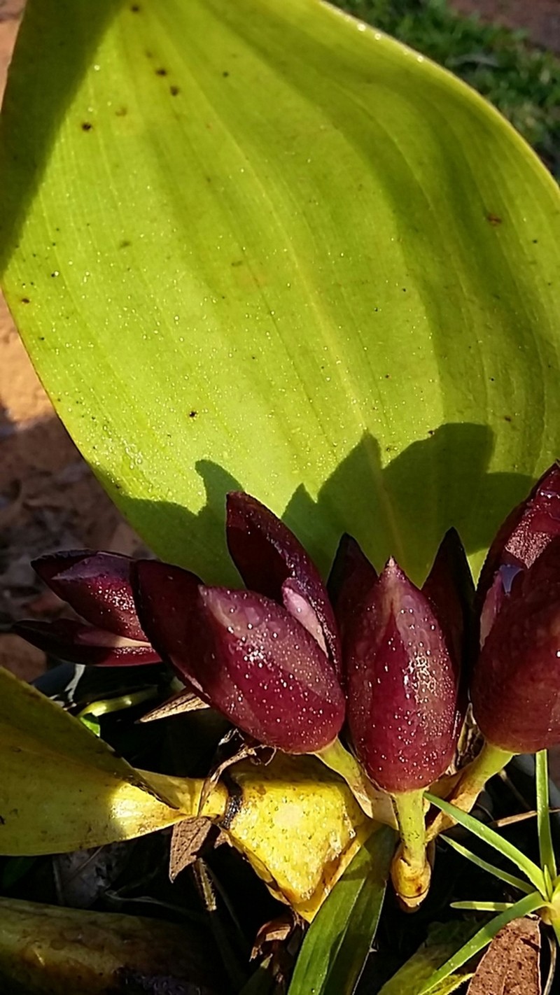 Bifrenaria atropurpurea photo 5