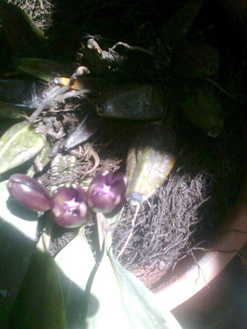 Bifrenaria atropurpurea photo 7