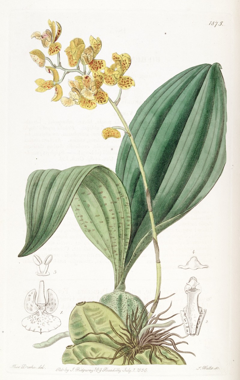 Bifrenaria aurantiaca