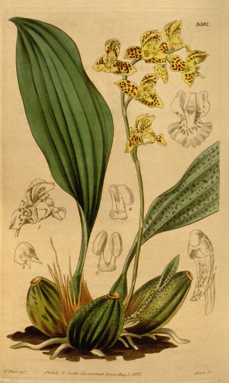 Bifrenaria aurantiaca photo 2
