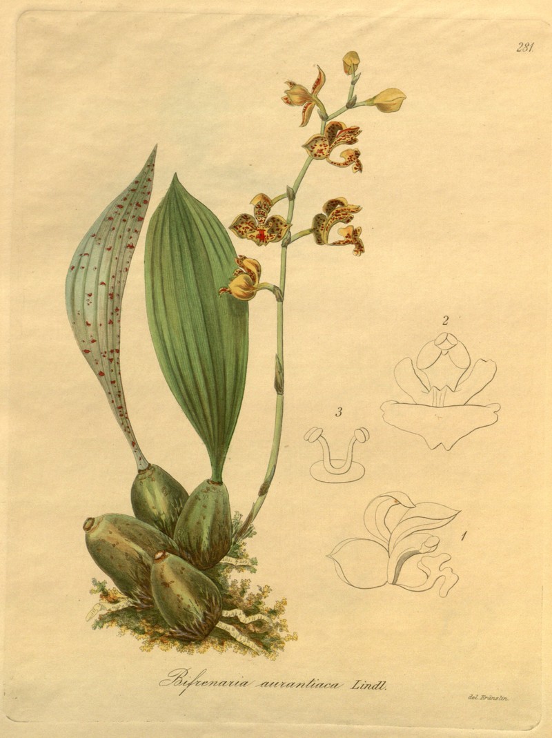 Bifrenaria aurantiaca photo 3