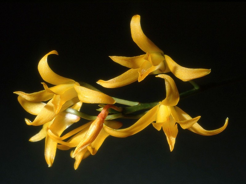 Bifrenaria aureofulva