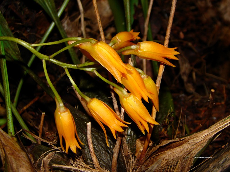 Bifrenaria aureofulva photo 2