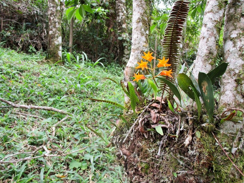 Bifrenaria aureofulva photo 3