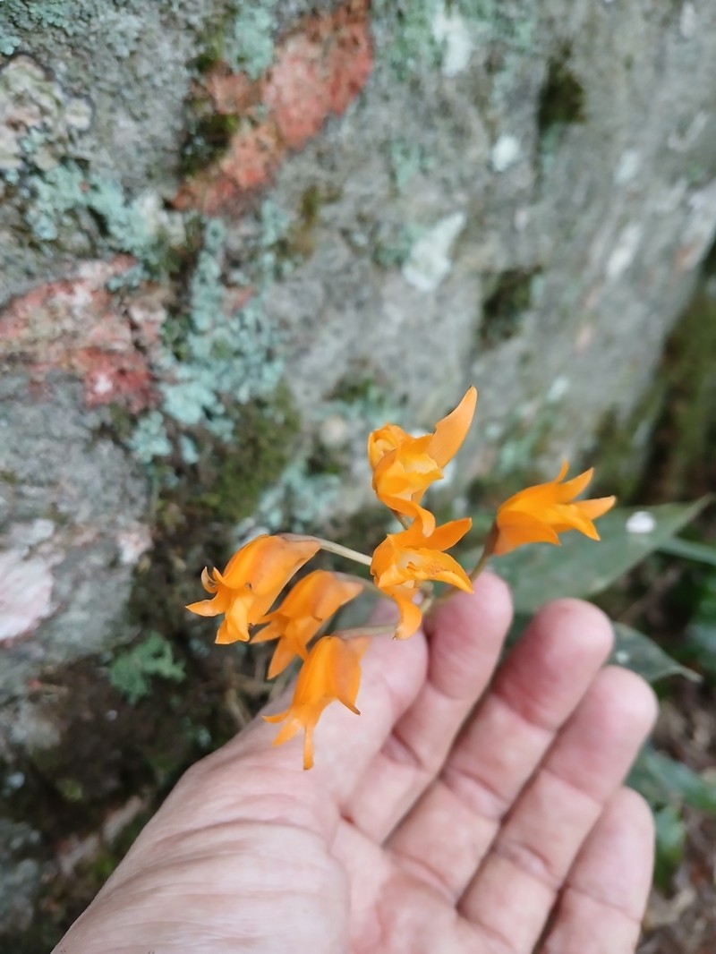 Bifrenaria aureofulva photo 4