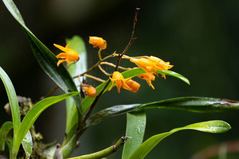 Bifrenaria aureofulva photo 5