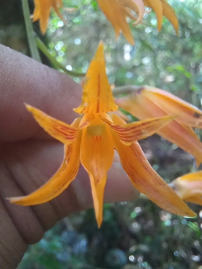 Bifrenaria aureofulva photo 6