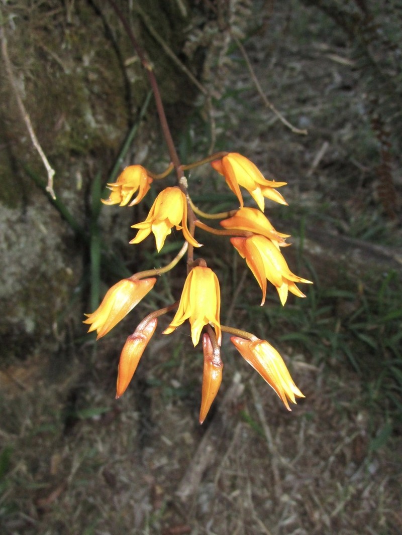 Bifrenaria aureofulva photo 7