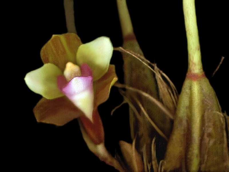 Bifrenaria calcarata