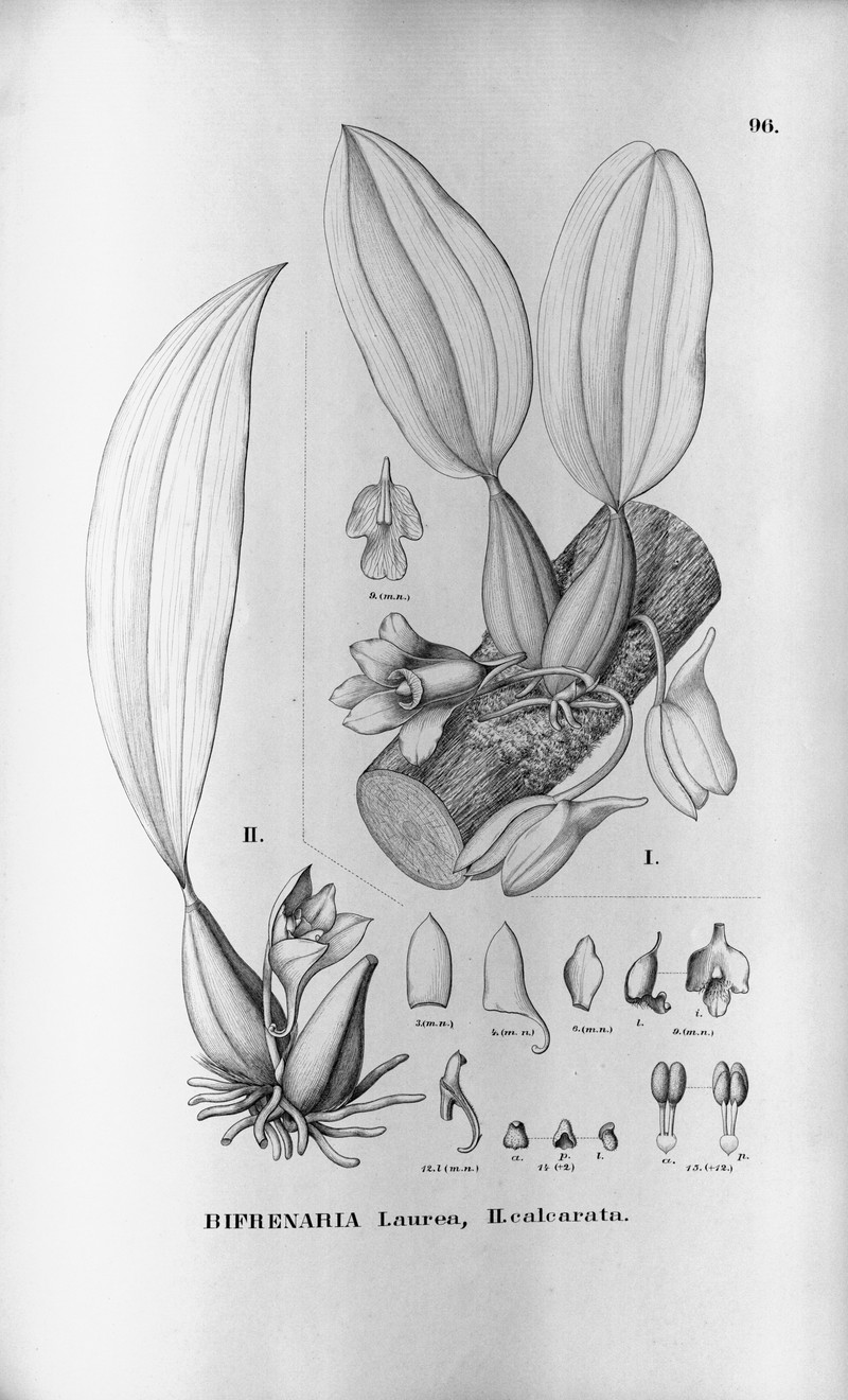 Bifrenaria calcarata photo 2