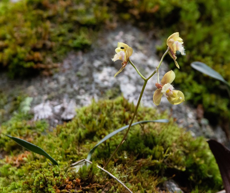 Bifrenaria charlesworthii photo 2