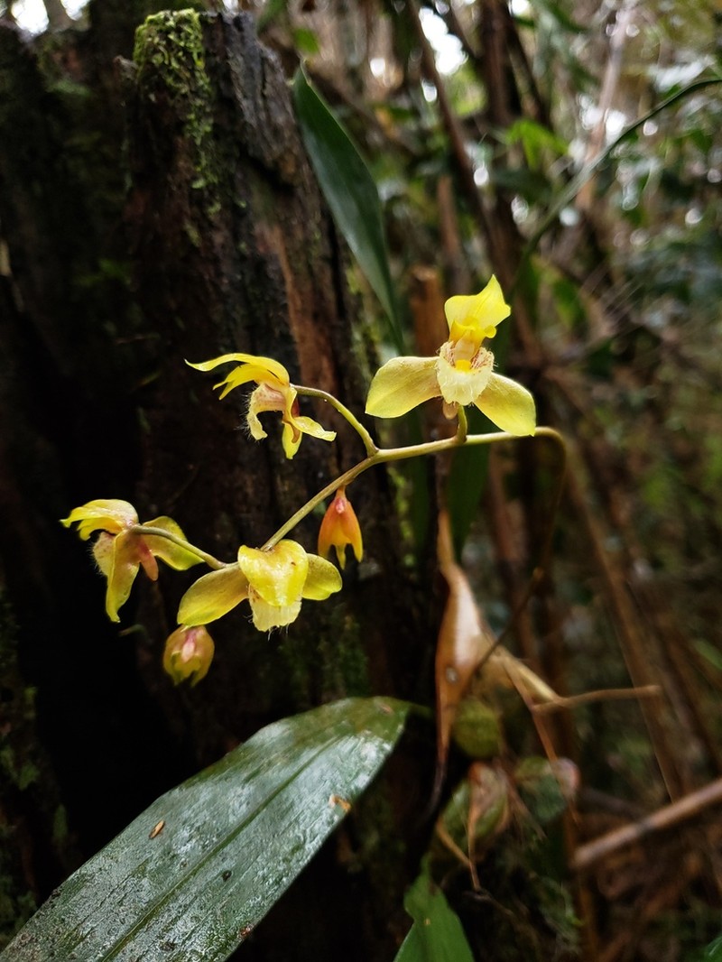 Bifrenaria charlesworthii photo 3