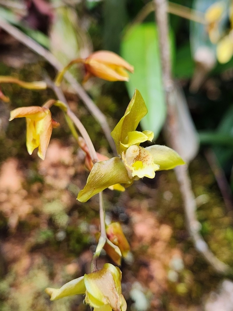 Bifrenaria charlesworthii photo 4