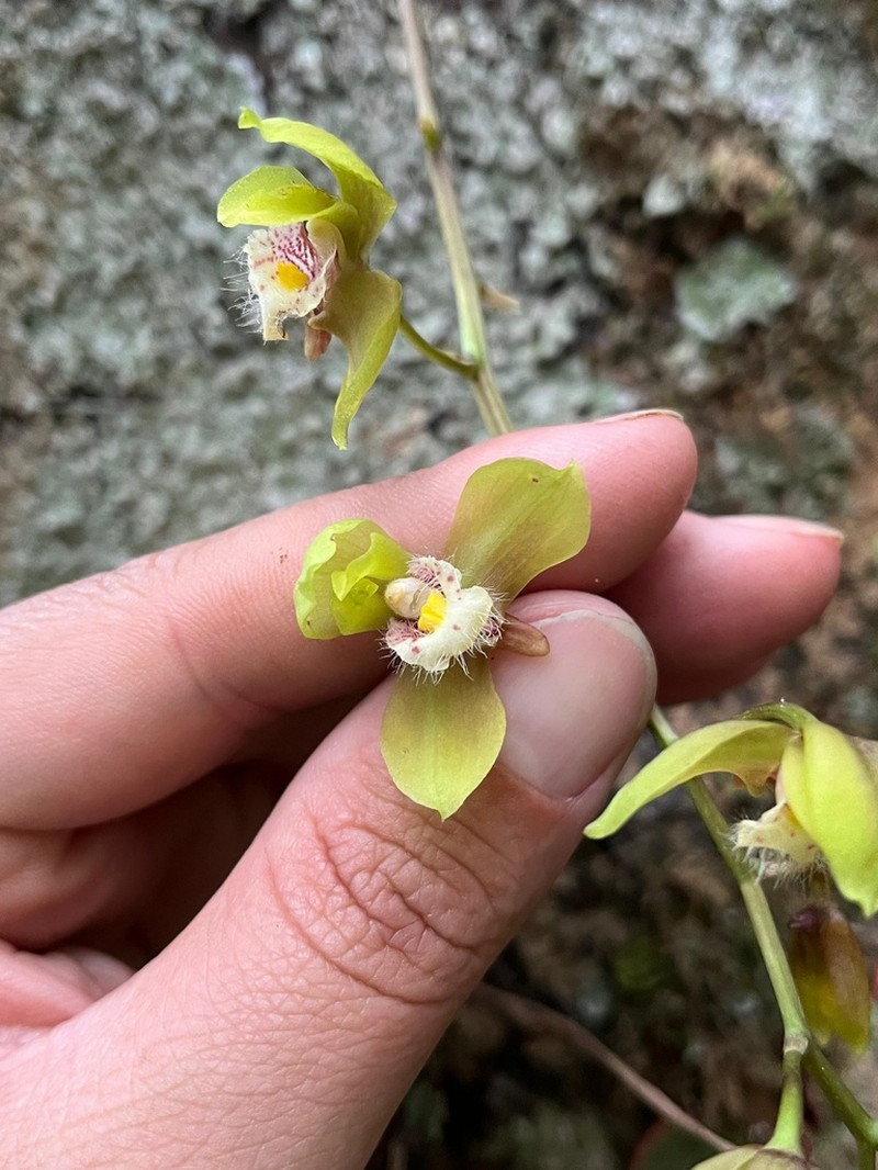 Bifrenaria charlesworthii photo 6