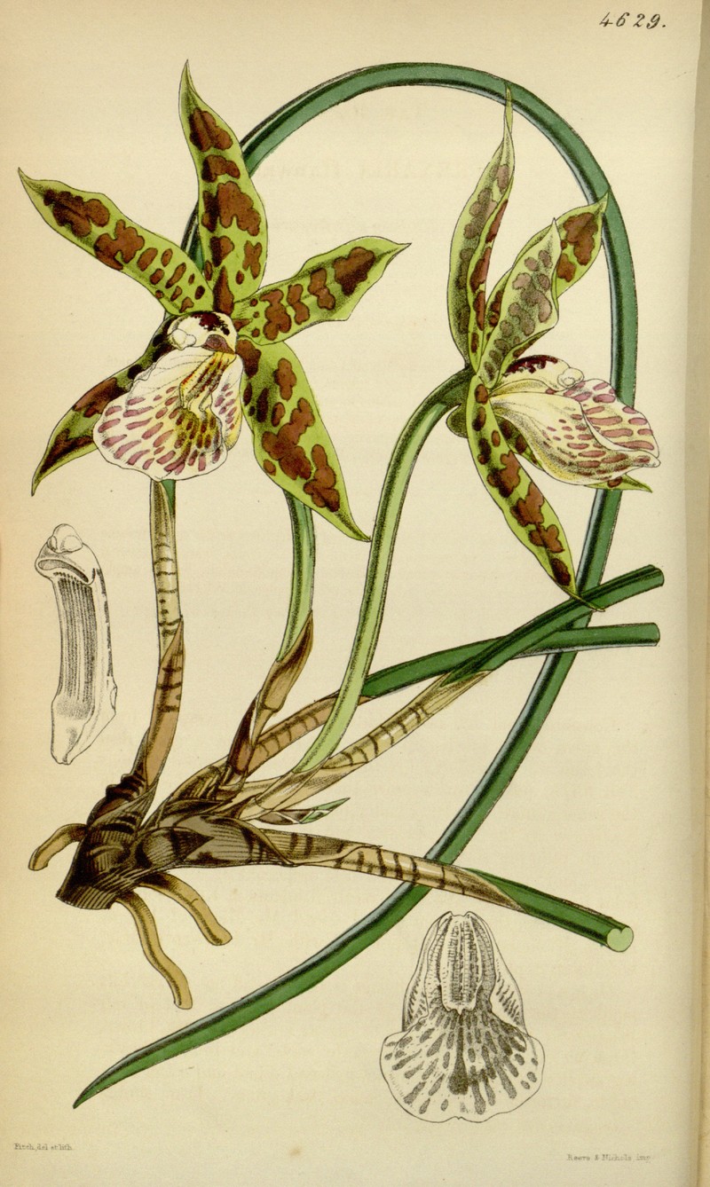 Bifrenaria hadwenii